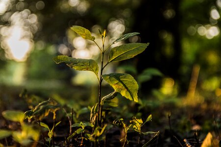 Free stock photo of lights, plant, tree photo