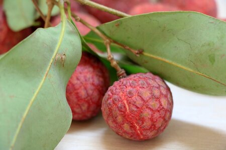 Free stock photo of fruit, lychee photo