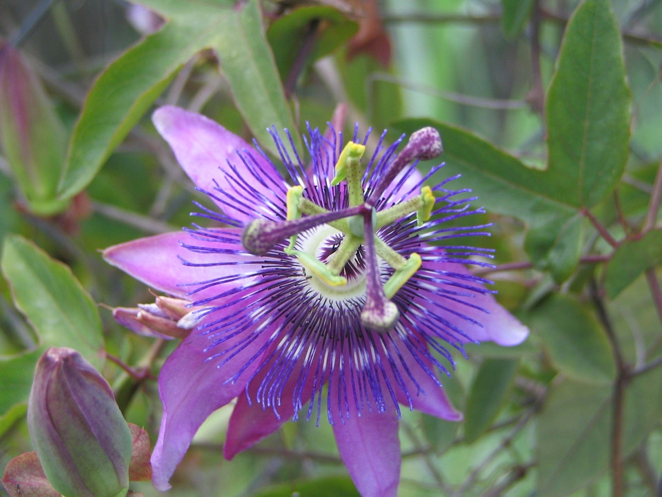 Plant flowering vegetation