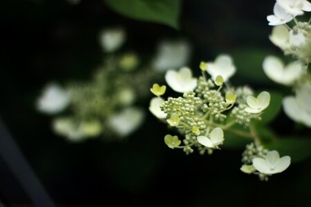 Free stock photo of flowers, summer