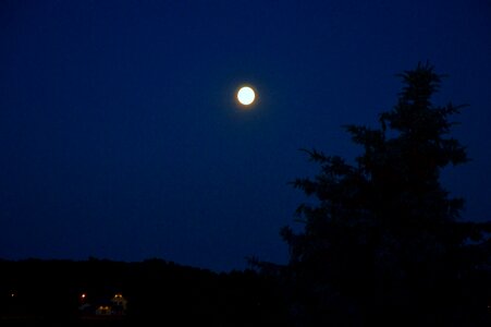Free stock photo of moon, night, tree photo