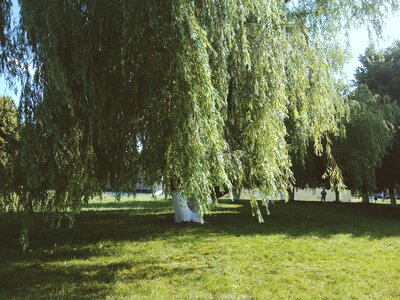 Free stock photo of flora, green, nature