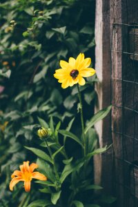 Yellow and Black Flower Infront of Brown Wood Frame Fence photo