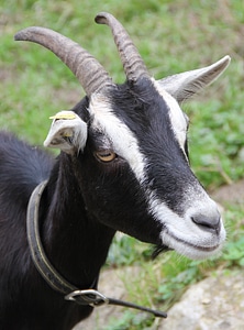 Horns ears brand animal portrait