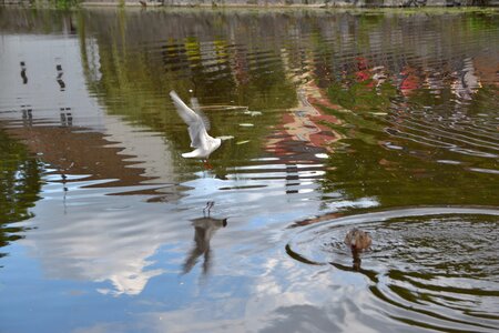 Free stock photo of seagull, water