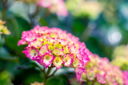 Free stock photo from Tookapic
