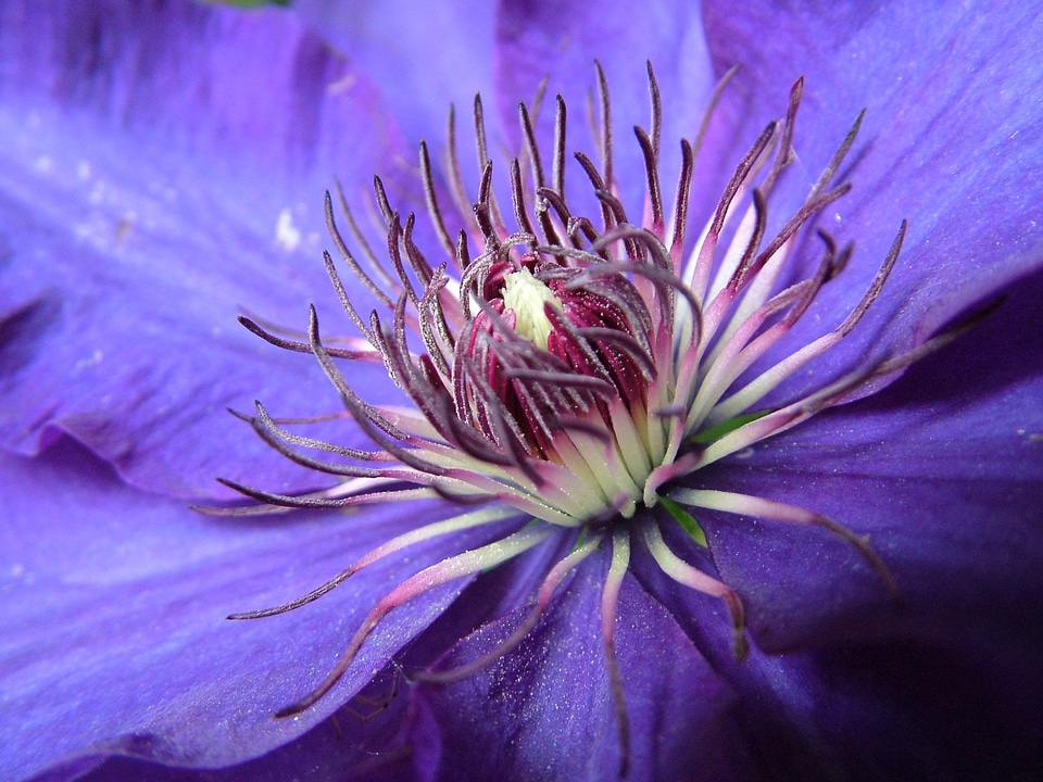 Clematis purple blue