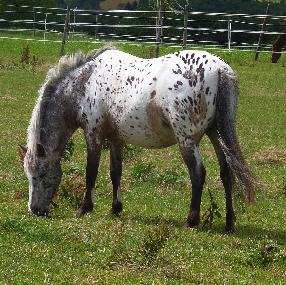 Spots grazing pasture
