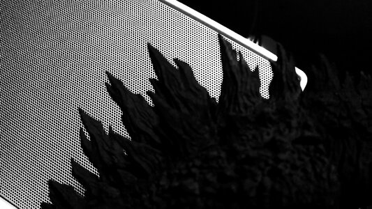 Free stock photo of black, fins, godzilla photo