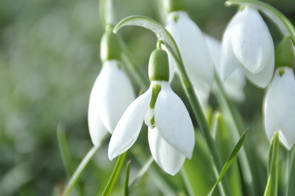 Snowdrop flower white photo