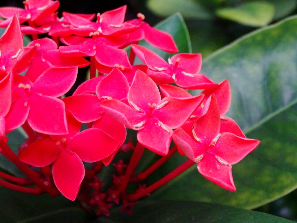 Free stock photo of flower
