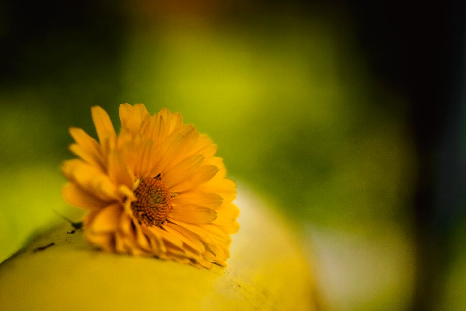Free stock photo of flower, nature, yellow