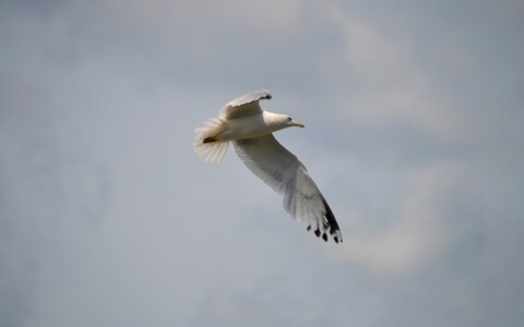 Free stock photo from Tookapic