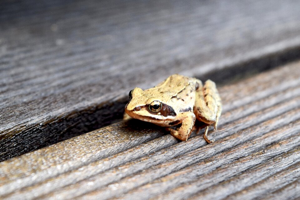 Brown Frog on Brown Wooden Surface