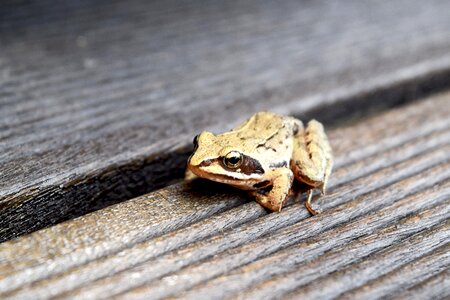 Brown Frog on Brown Wooden Surface photo