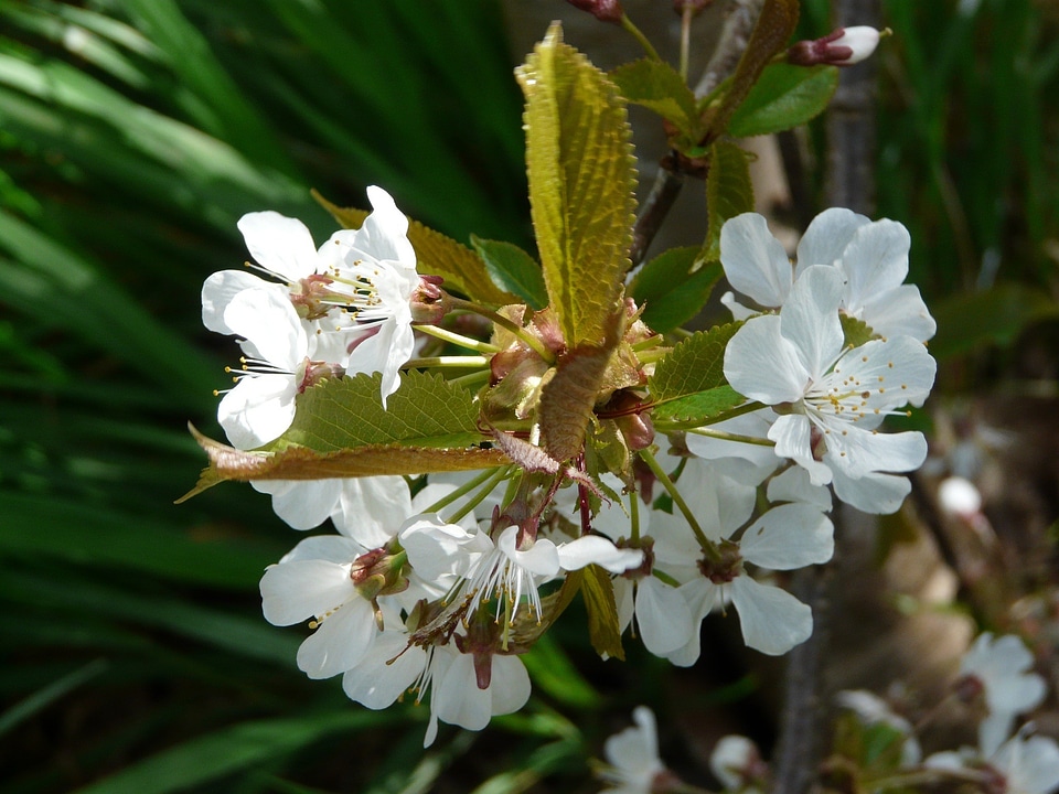 Blossom flora floral