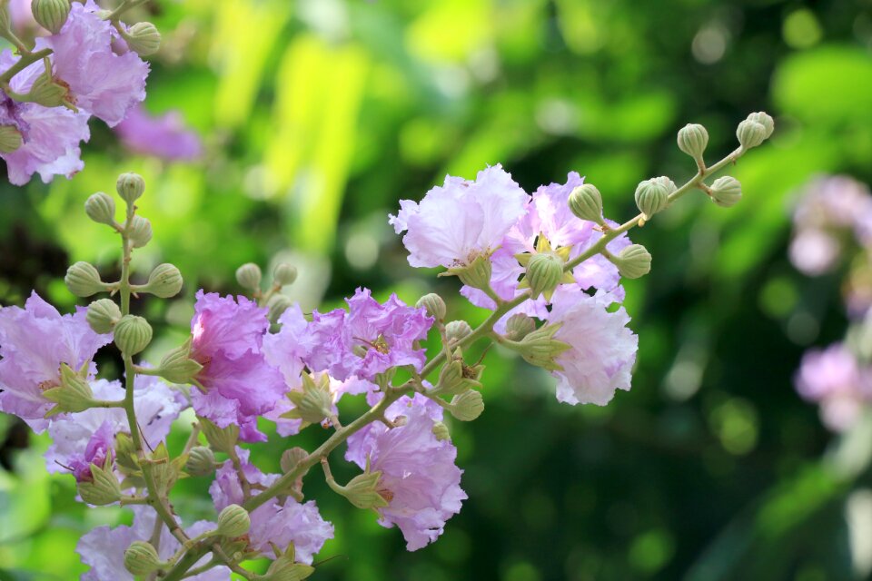 Free stock photo of flower