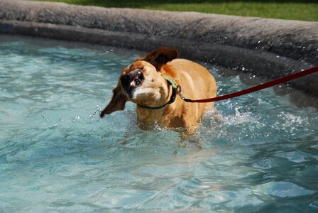 Free stock photo of animal, dog, fountain
