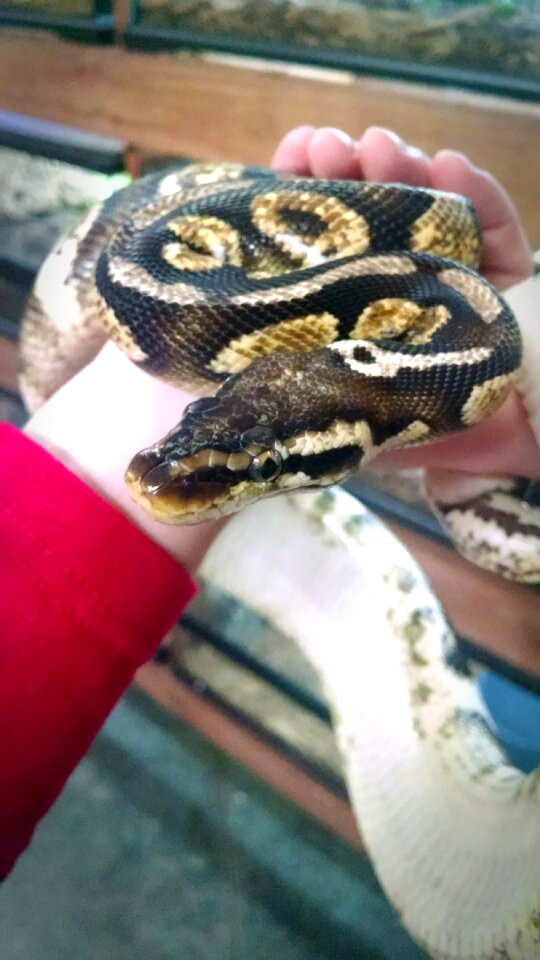 Free stock photo of animal, nature, snake