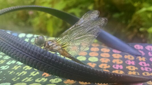 Free stock photo of animal, dragonfly, insect photo