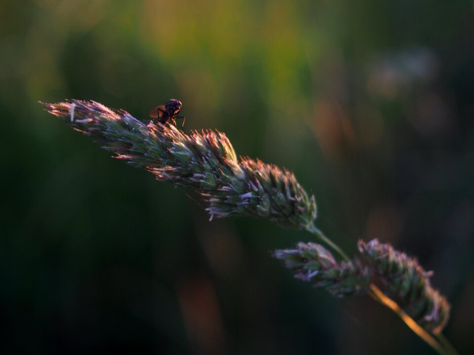 Free stock photo of nature