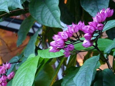 Free stock photo of flower