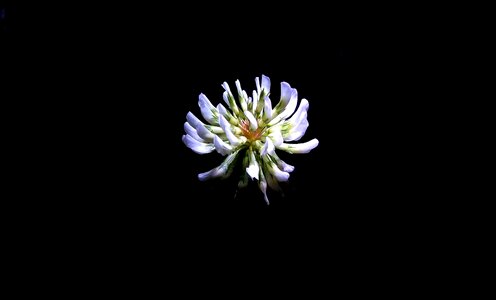Free stock photo of flower, night photo