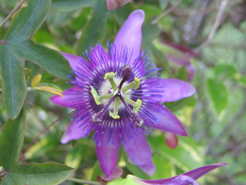 Plant flowering vegetation