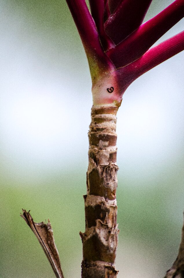 Free stock photo from Tookapic