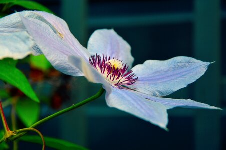 White and Purple Broad Petal Flower