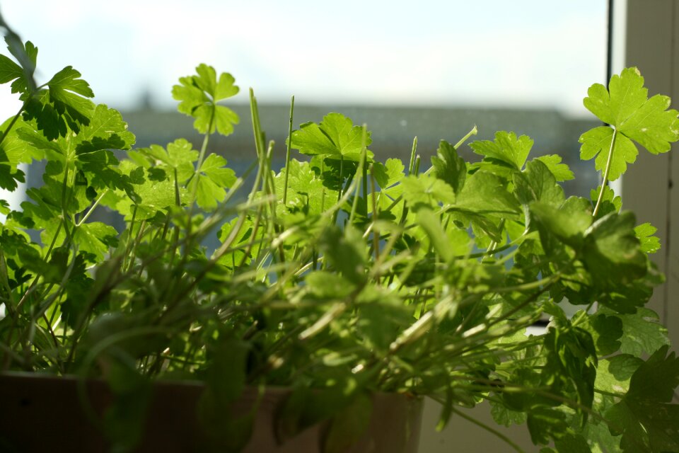Free stock photo of herbs, kitchen, parsley