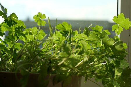 Free stock photo of herbs, kitchen, parsley