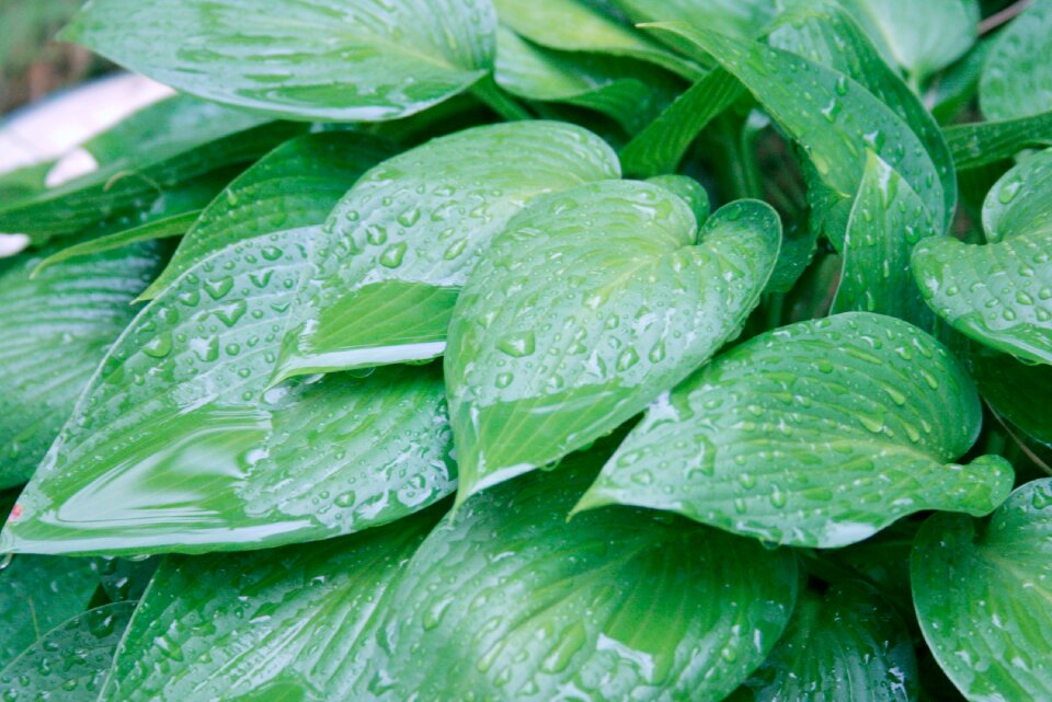 Free stock photo of green, natural, rain