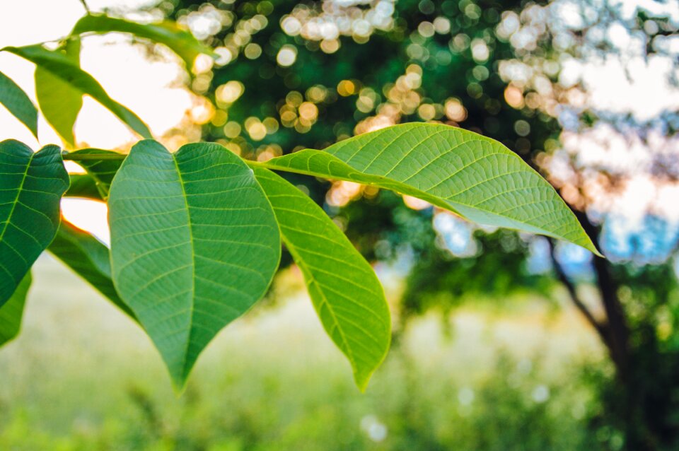 Free stock photo of green, tree