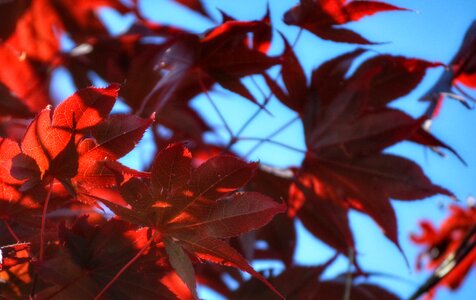 Free stock photo of blue, maple, red photo