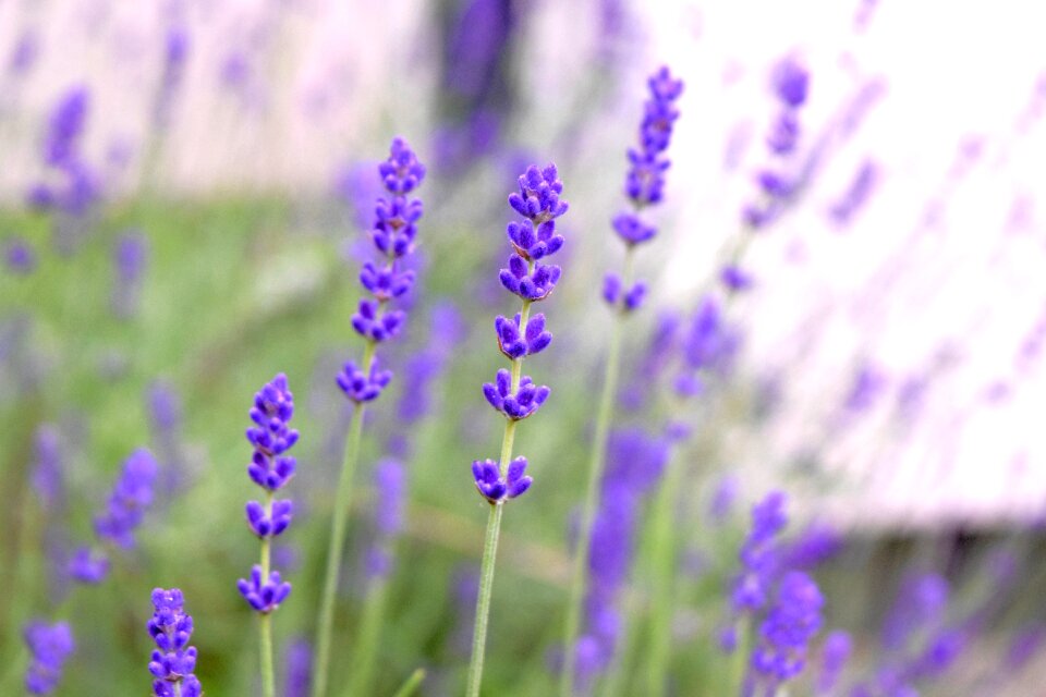 Free stock photo of blossom, lavender, lawenda
