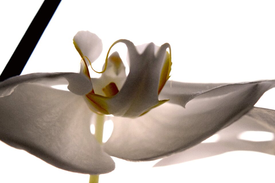 Free stock photo of orchid