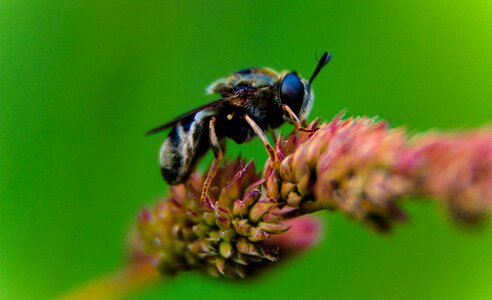 Free stock photo of bee, insect, macro photo