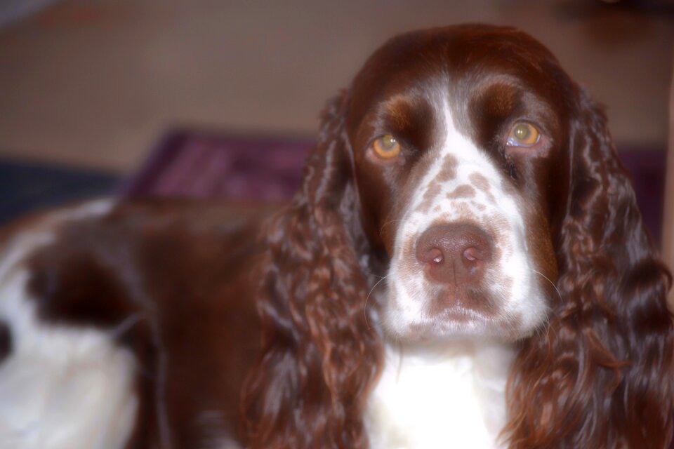 Free stock photo of dog springer-spaniel, inside, soft focus