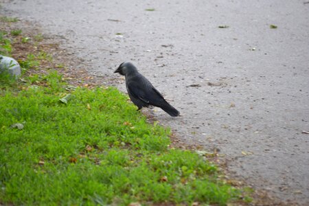 Free stock photo of nature, pavement
