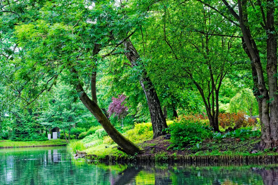 Free stock photo of green, park, trees