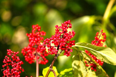 Free stock photo of berries, red photo