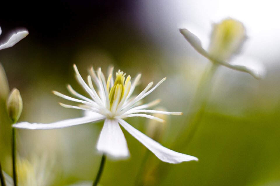 White and Yellow Petaled Flower photo