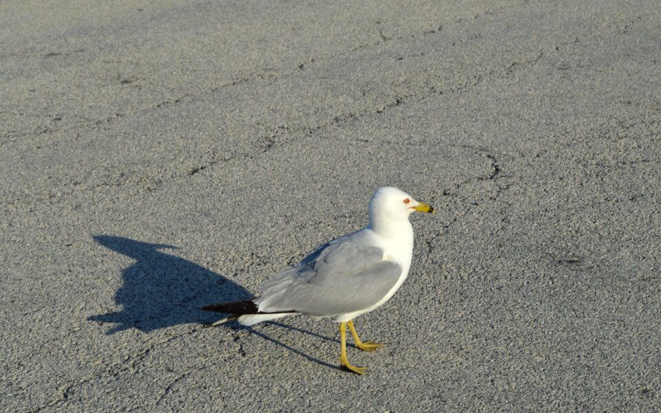 Free stock photo from Tookapic