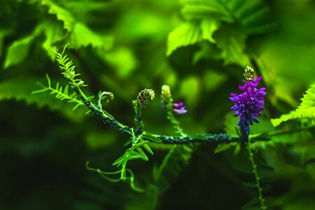 Free stock photo of flower, green, leave