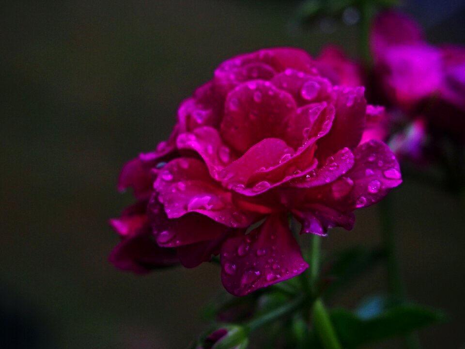 Free stock photo of drops, flower, night