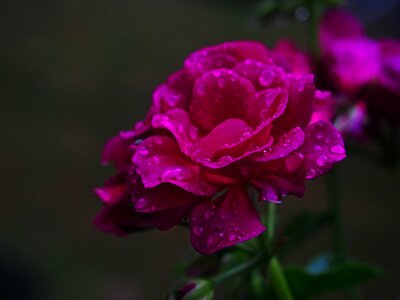 Free stock photo of drops, flower, night photo