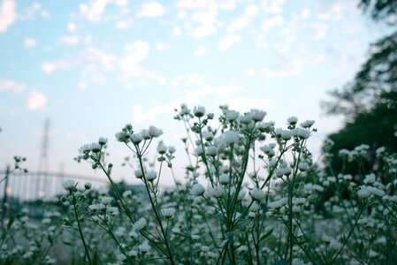 Free stock photo of flowers, nature, sky