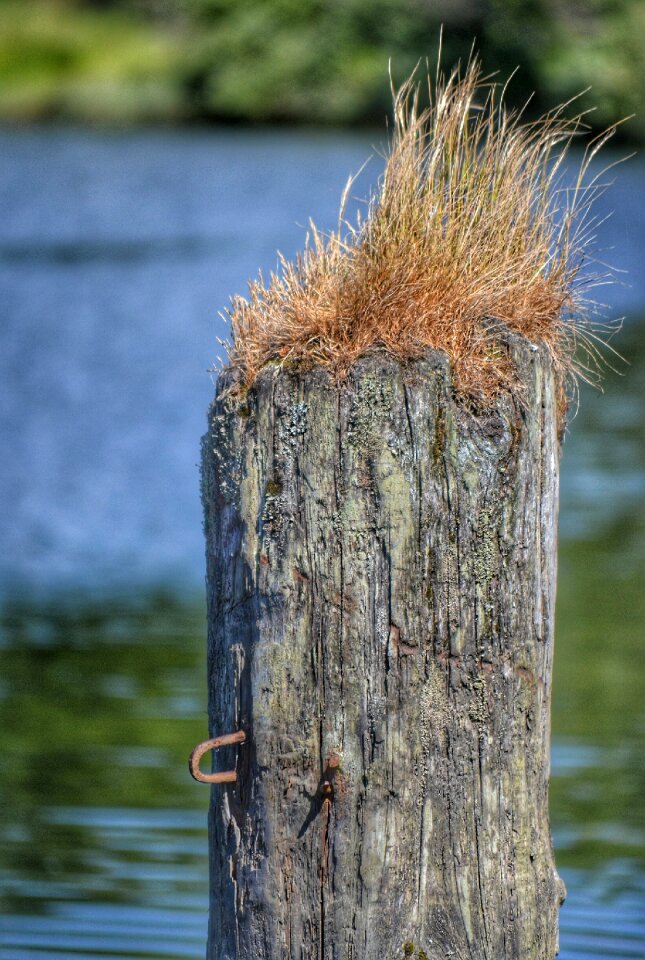 Free stock photo of grass, wood
