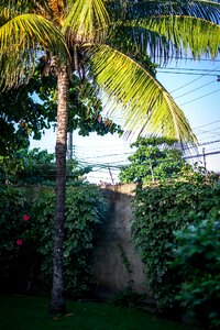 Free stock photo of 35mm, coqueiro, palmtree photo